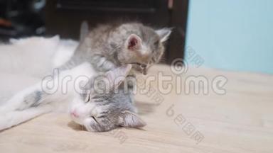 小猫和猫妈妈可爱的视频。睡在猫妈妈旁边的可爱小猫。猫咪亲情<strong>关爱</strong>友情